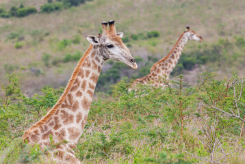 
Large numbers of giraffes live in Hluhluwe iMfolozi Park in South Africa. They are under protection.