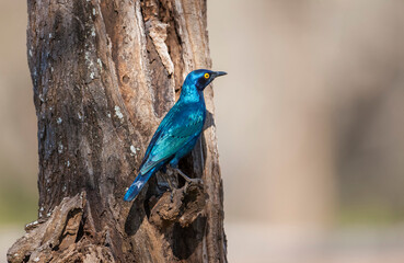Cape starling (Lamprotornis nitens) or Cape bright starling, is a species of starling in the Sturnidae family. It is found in South Africa.