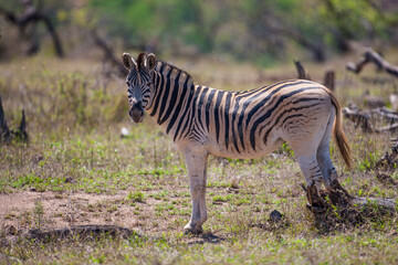 Fototapeta na wymiar The zebras are the sine qua non of the African savanna and are a very good prey for predators.