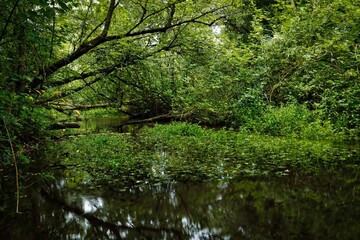 Nature on the Amper river, near Dachau, Bavaria.