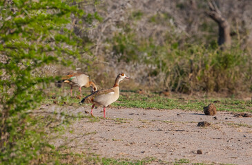 Egyptian goose (Alopochen aegyptiaca), a species of goose belonging to the family duck. It is the only species belonging to the genus Alopochen. Birds settling in Africa.