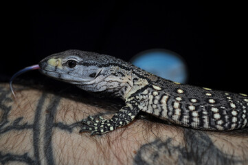 Rock monitor (Varanus albigularis) old II days