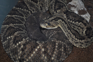 Tropical rattlesnake (Crotalus durissus)