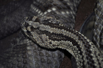 Tropical rattlesnake (Crotalus durissus)