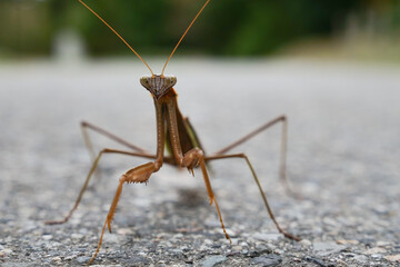 ユーモラスな表情のカマキリ
