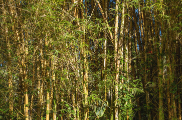 Obraz premium Fresh Yellow and Green Bamboo Thicket in Sunlight.