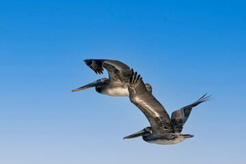 American Pelican birds near Monterey Bay, California