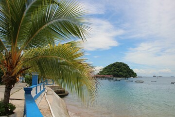 beach with palm trees