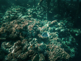 Fototapeta na wymiar Beautiful underwater world. Coral reef. Rays of light underwater. Colorful underwater landscape. Fish in the Red Sea. Colorful nature.