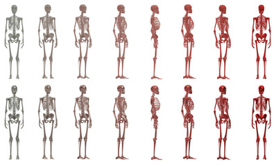 skull, human skeleton