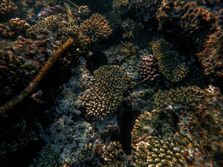 Beautiful underwater world. Coral reef. Rays of light underwater. Colorful underwater landscape. Fish in the Red Sea. Colorful nature.