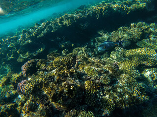 Naklejka na ściany i meble Beautiful underwater world. Coral reef. Rays of light underwater. Colorful underwater landscape. Fish in the Red Sea. Colorful nature.