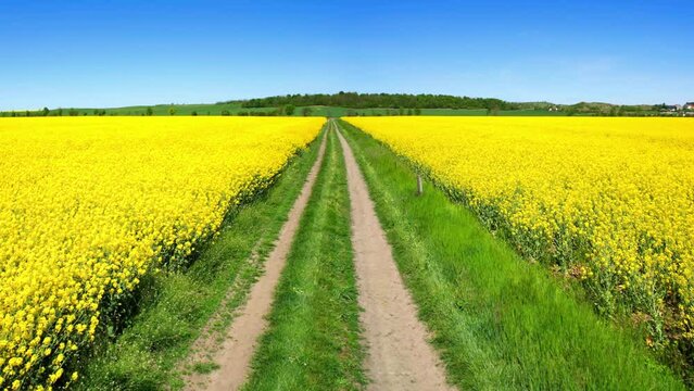 Arial shot of yellow flower field