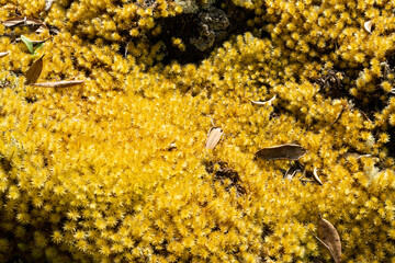 yellow flowers on the ground