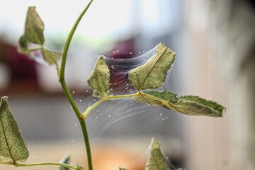 Close up shot of spider mite colony . Tetranychus urticae.