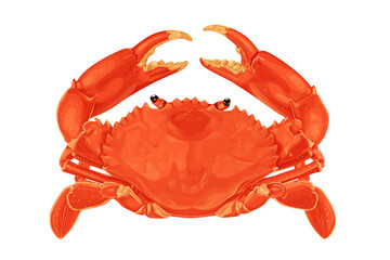 red crab isolated on white background