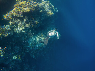 A beautiful girl swims underwater. Girl in swimsuit. Blue water. Coral reef. Diver girl.