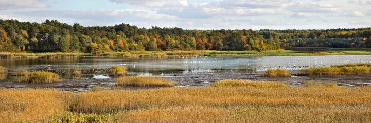 Autumn. Panoramic of autumn landscape on the lake eastern Europe. Lake with blue water on the forest