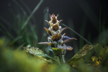 Close-up macro photo of a Blue bugle (Ajuga reptans) flower on the meadow. Grass field and wildflowers. Dark colors. Nature background concept, bokeh, selective focus