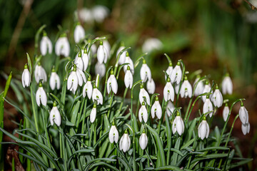 Pretty galanthus flowers, commonly known as snowdrops, in the February sunshine