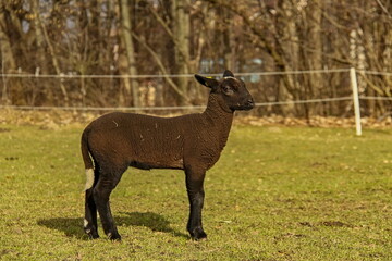 Naklejka premium Black lamb on a meadow