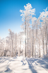 Fairy-tale winter scenery of a snow-covered forest and the morning sunlight shining through the...