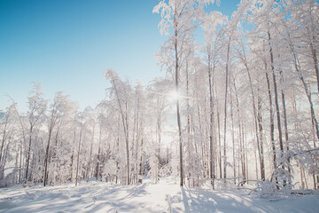 Fairy-tale winter scenery of a snow-covered forest and the morning sunlight shining through the...