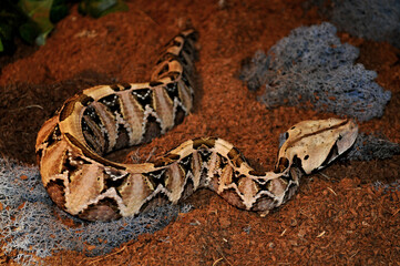Gaboon viper (Bitis gabonica)
