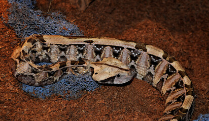 Gaboon viper (Bitis gabonica)