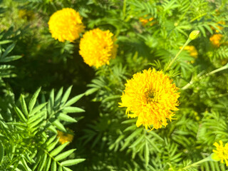 Naklejka premium Marigold, the flower of prosperity