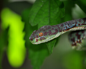 Kanburian pit viper (Trimeresurus kanburiensis)