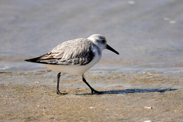 Sanderling (Calidris alba)