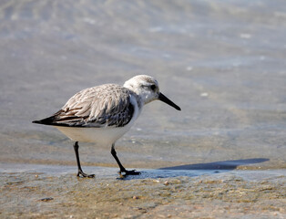 Sanderling (Calidris alba)