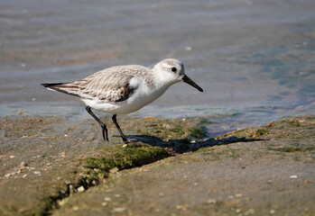 Sanderling (Calidris alba)
