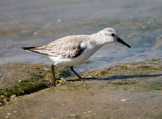 Sanderling (Calidris alba)