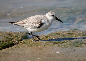 Sanderling (Calidris alba)