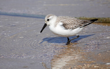 Sanderling (Calidris alba)