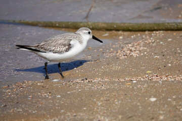 Sanderling (Calidris alba)
