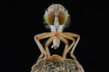 mini robberfly with prey