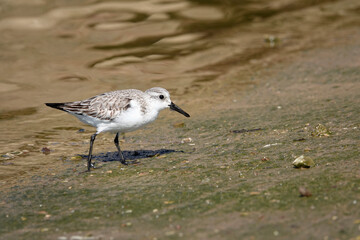 Sanderling (Calidris alba)