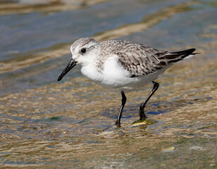 Sanderling (Calidris alba)