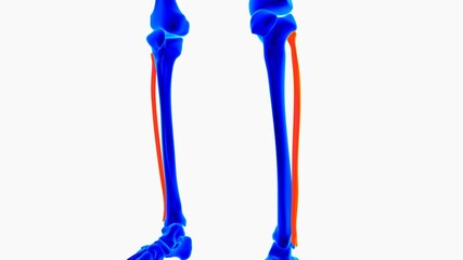 Human skeleton anatomy for medical concept 3D illustration with blue and orange color combination