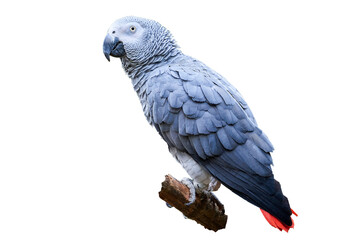Grey parrot isolated (Psittacus erithacus) Congo African grey parrot
