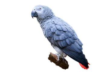 Stoff pro Meter Grey parrot isolated (Psittacus erithacus) Congo African grey parrot  © Adrian 