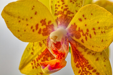 Dendrobium orchid in studio setting