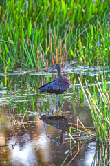 Glossy ibis ,Plegadis falcinellus is a water bird in the order Pelecaniformes