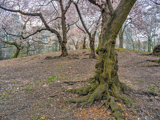 Fototapeta premium Central Park in spring