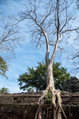 Prasat Ta Prohm, Angkor Thom, Cambodia