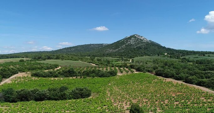 Vue a&eacute;rienne - vignes - oliviers - provence - France