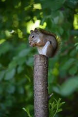 squirrel on a stump